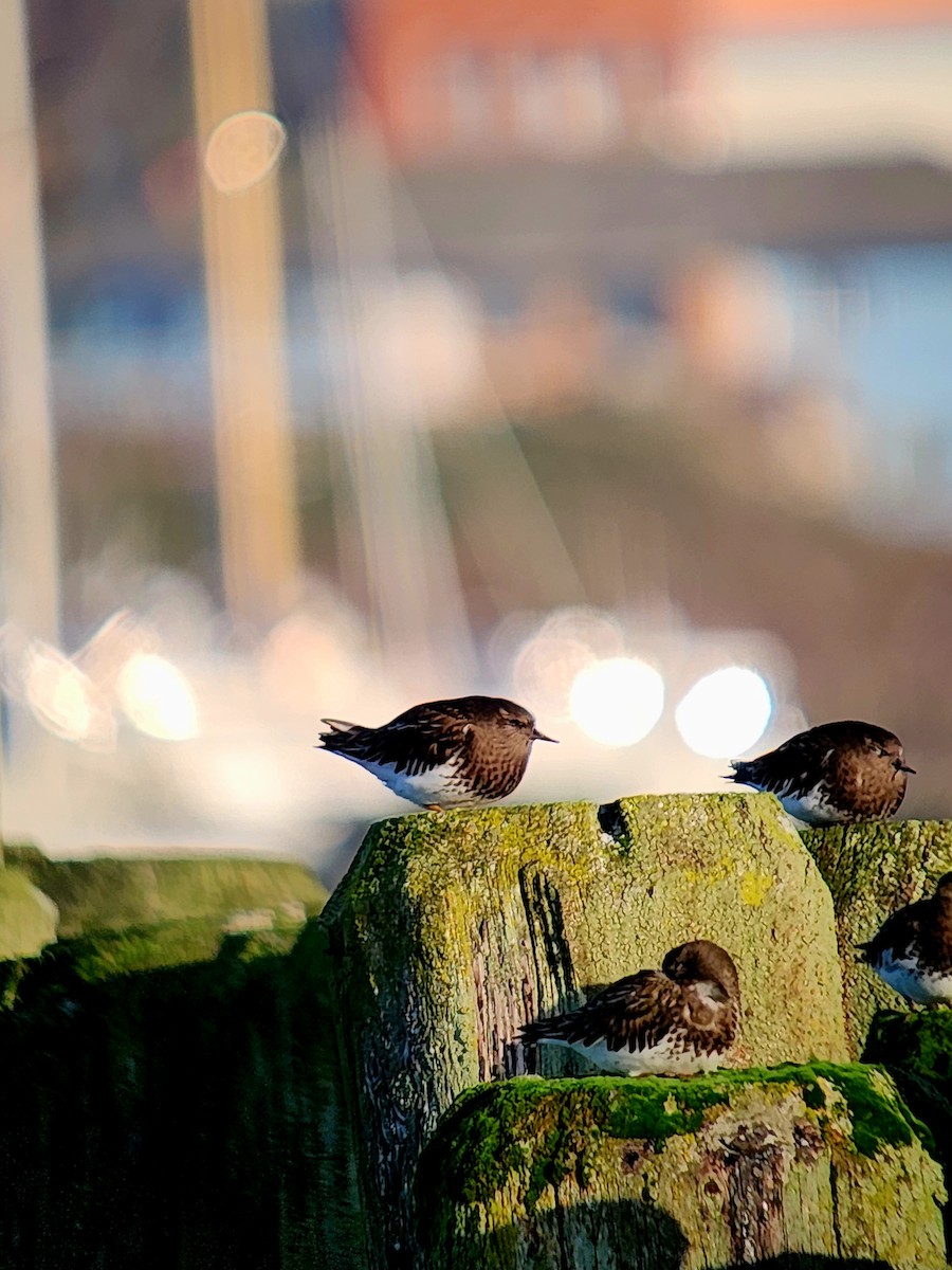 クロキョウジョシギ - ML647005912