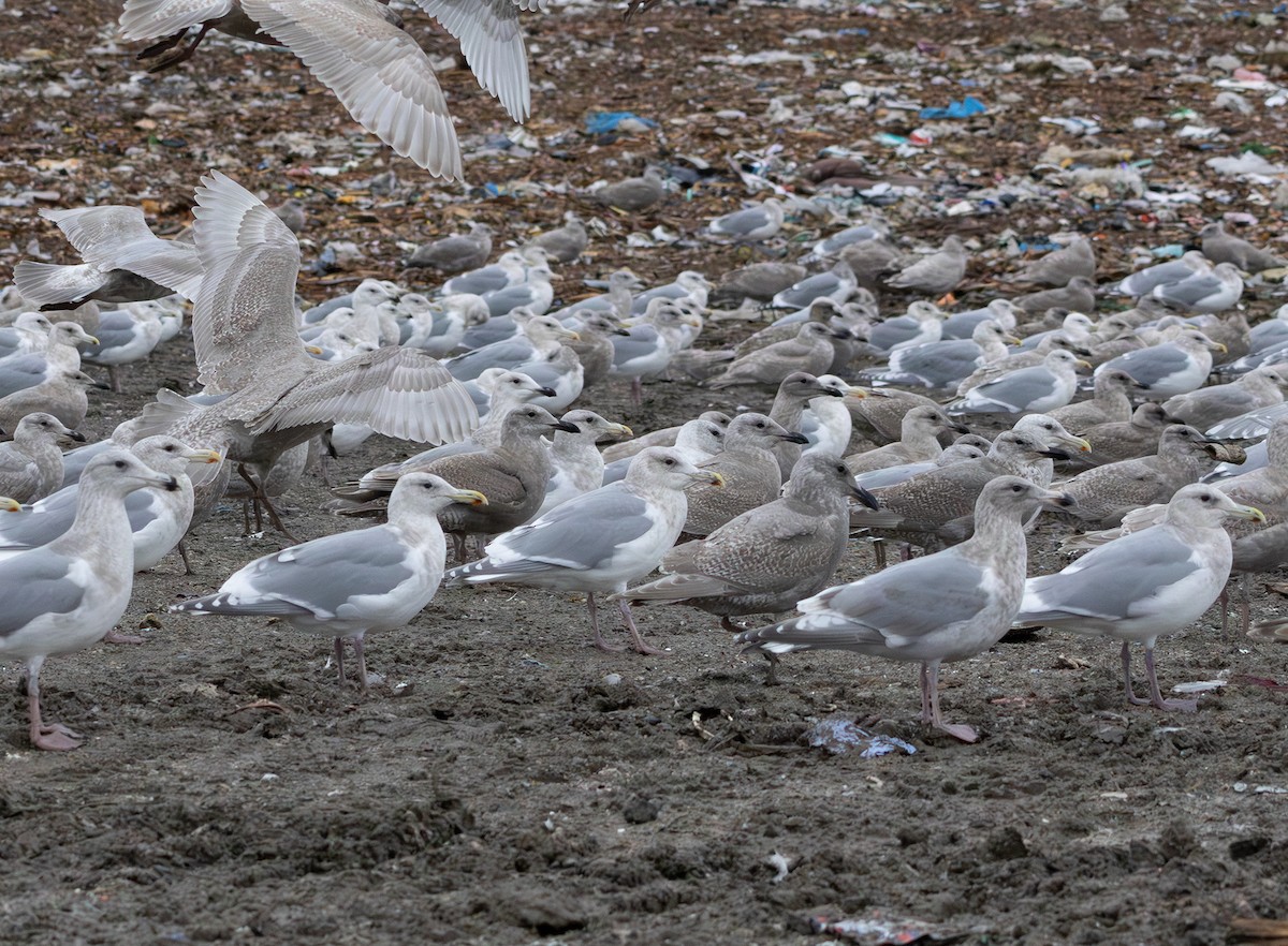 カモメ属 - ML647005913