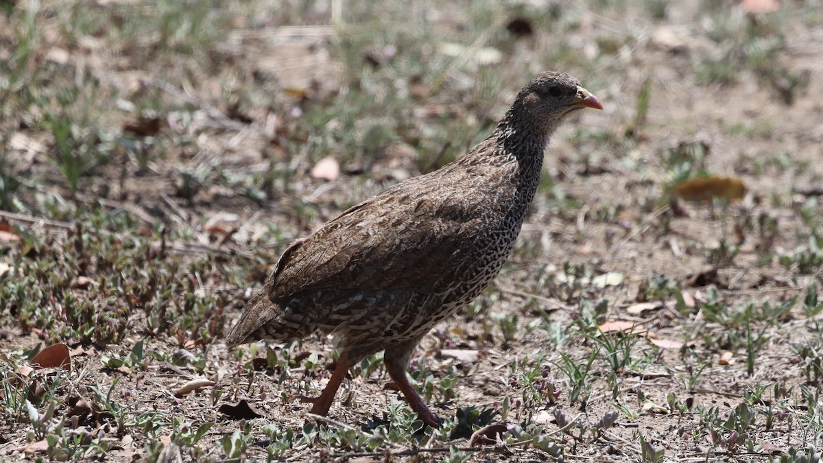 Турач натальський - ML647005914