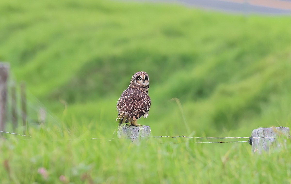 コミミズク（sandwichensis） - ML647005915