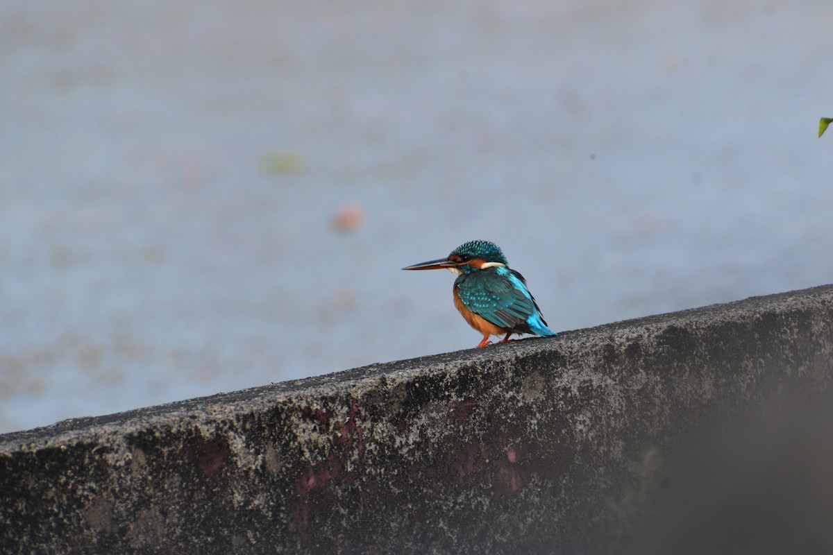 Common Kingfisher - ML647005918
