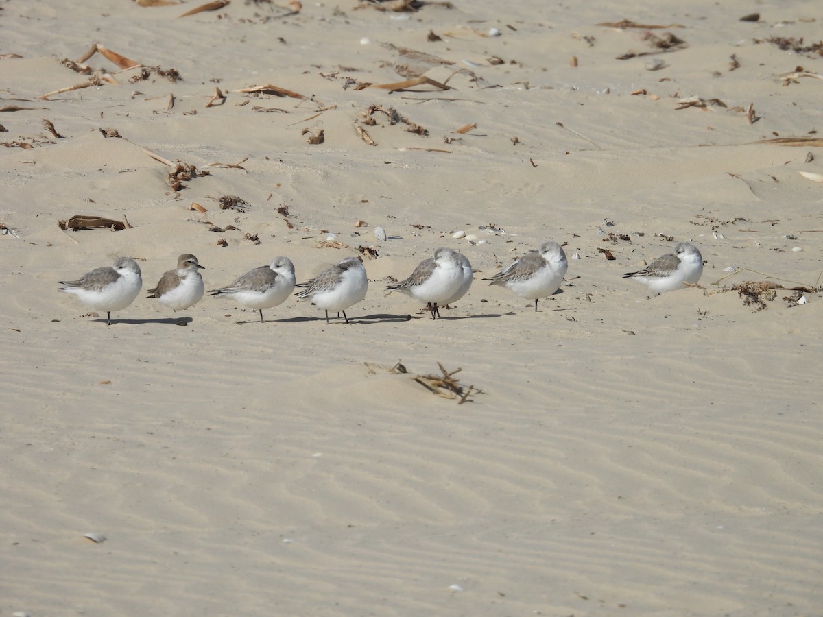 Гурвалж элсэг - ML647005925