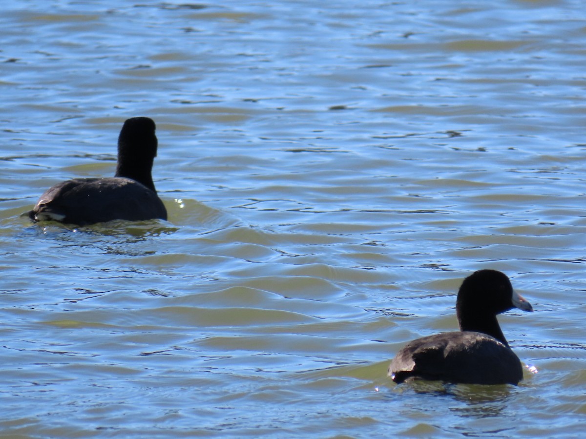 American Coot - ML647005926
