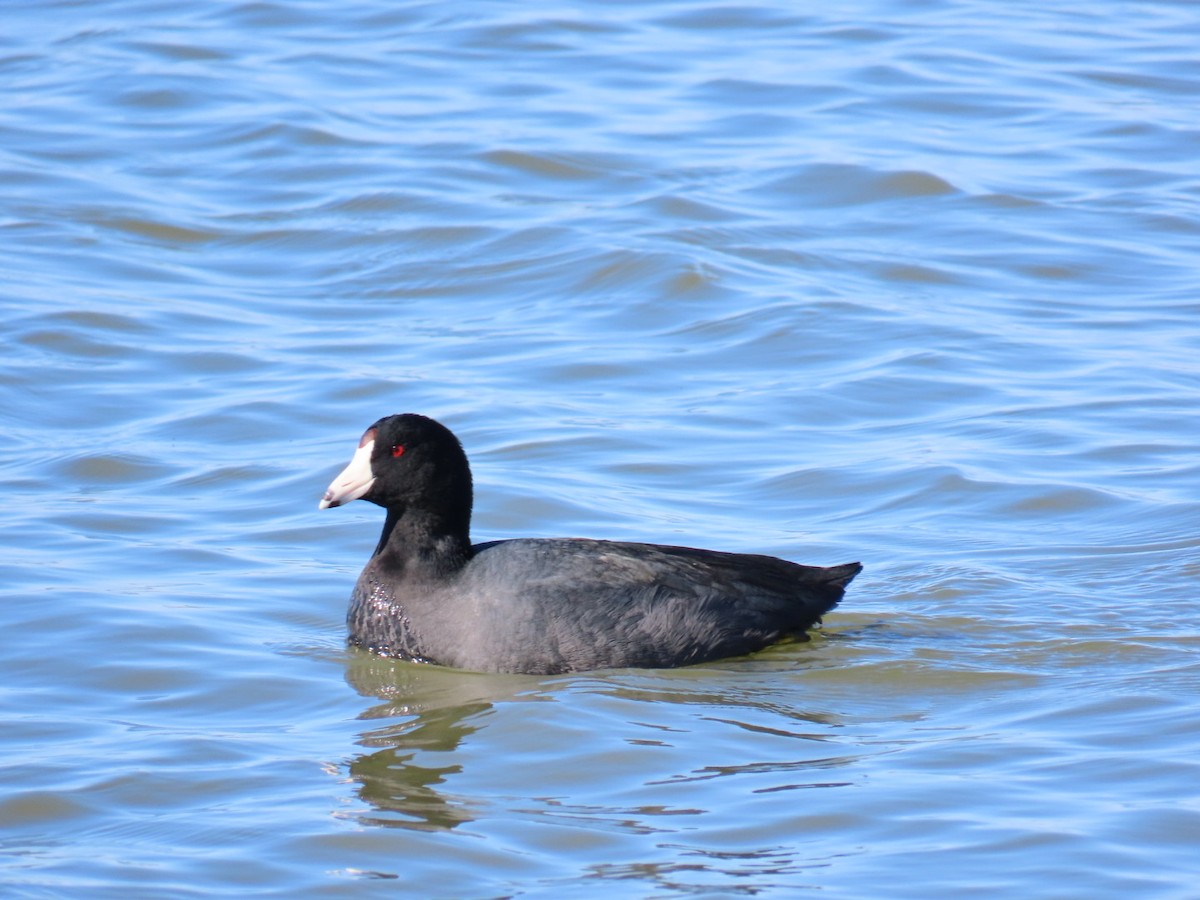 American Coot - ML647005927