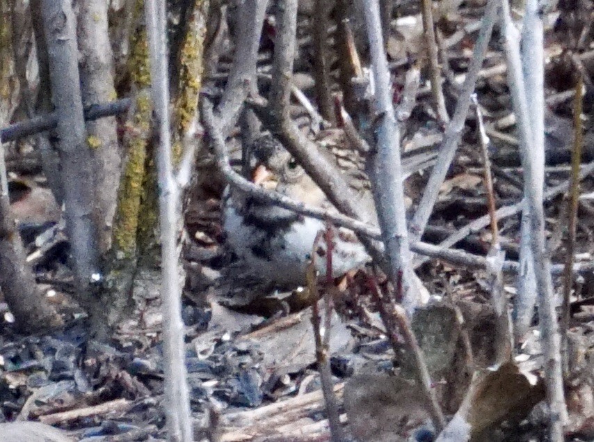 Harris's Sparrow - ML647005928