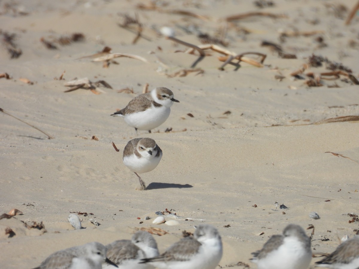 Snowy Plover - ML647005934