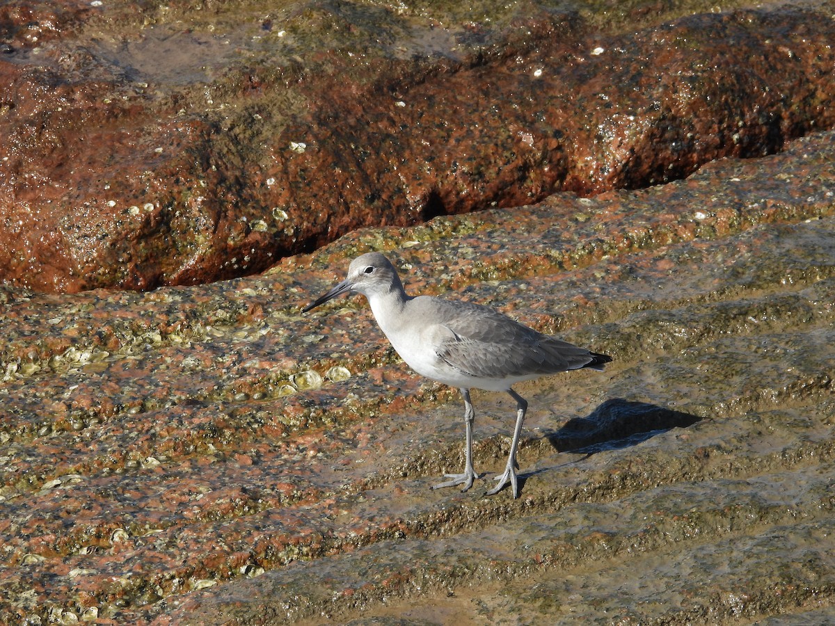 Willet - ML647005938