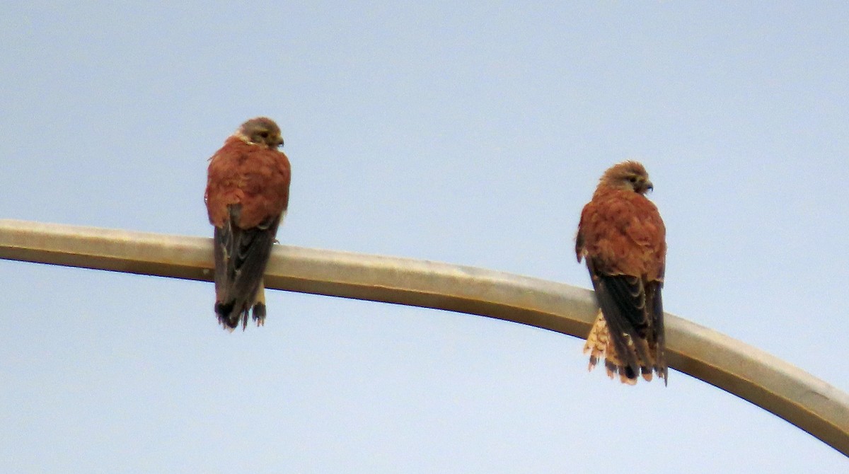 poštolka australská - ML647005940