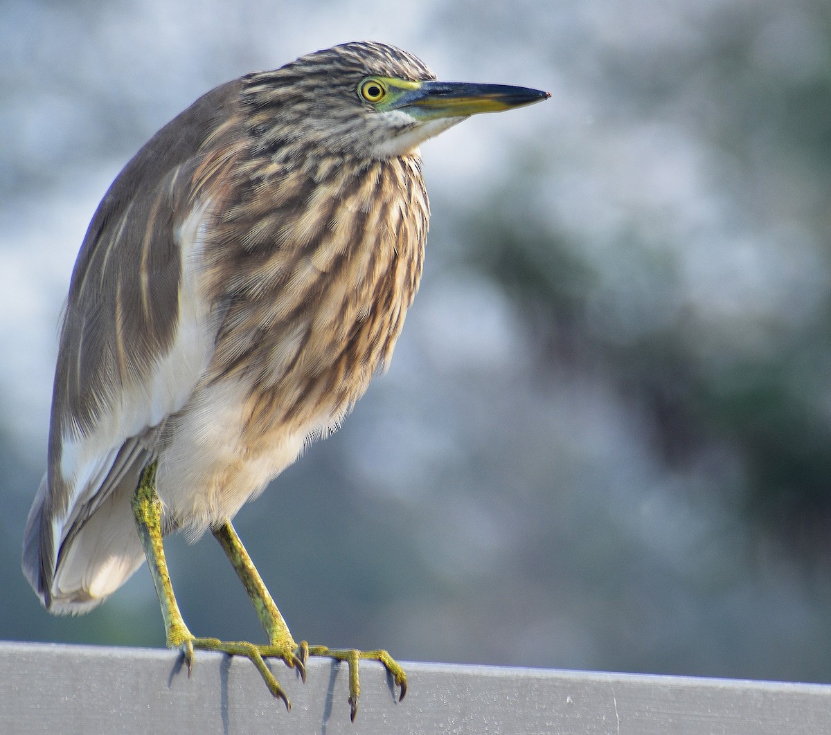 Indian Pond-Heron - ML647005948