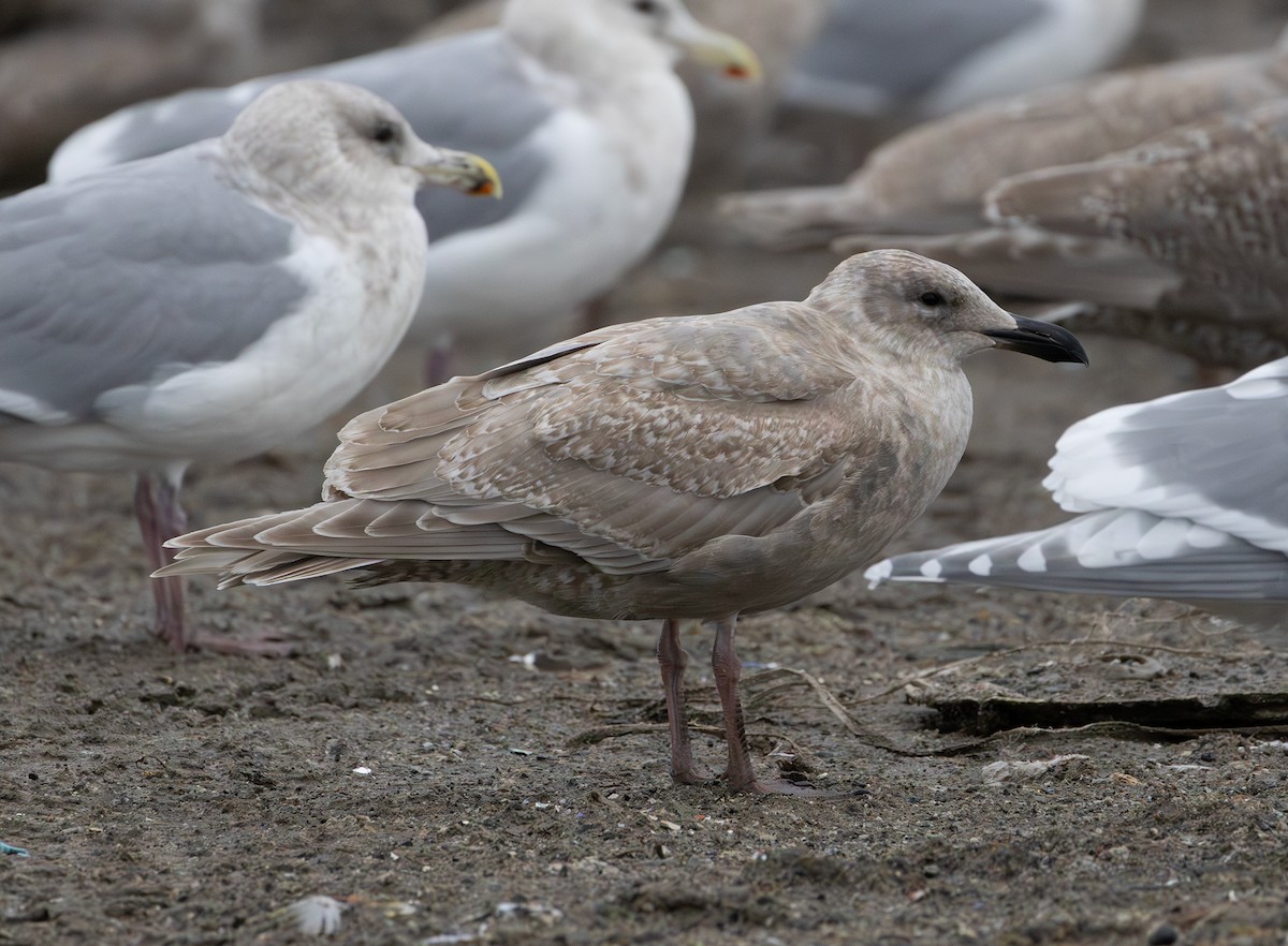 Glaucous-winged Gull - ML647005950