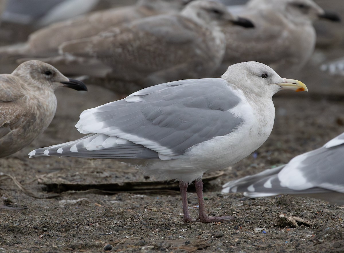 Glaucous-winged Gull - ML647005953