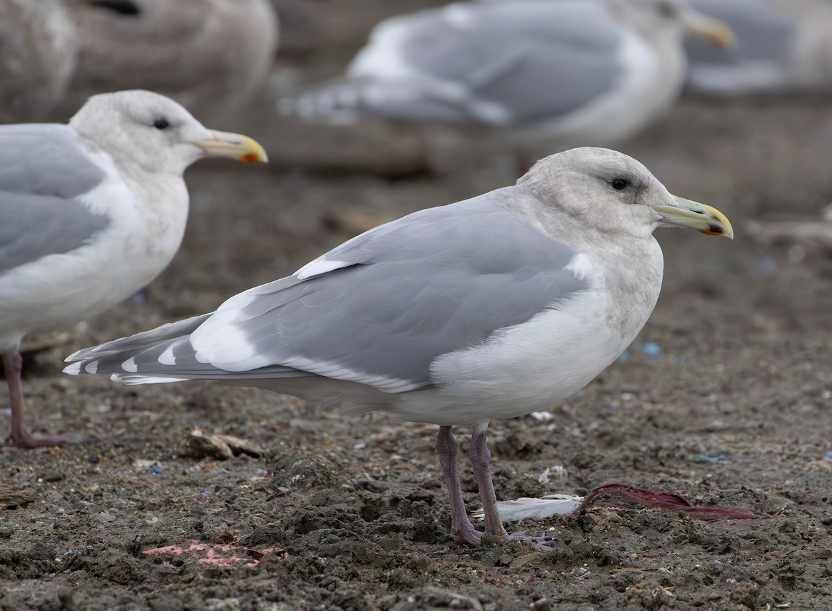 Glaucous-winged Gull - ML647005956