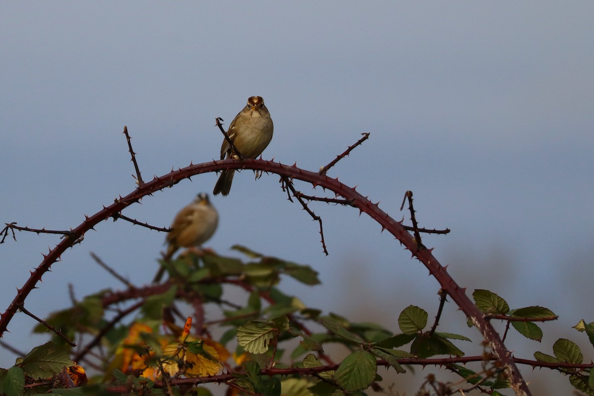 Dachsammer - ML647005959