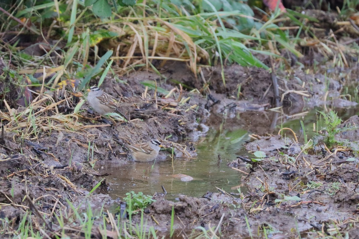 Dachsammer - ML647005960