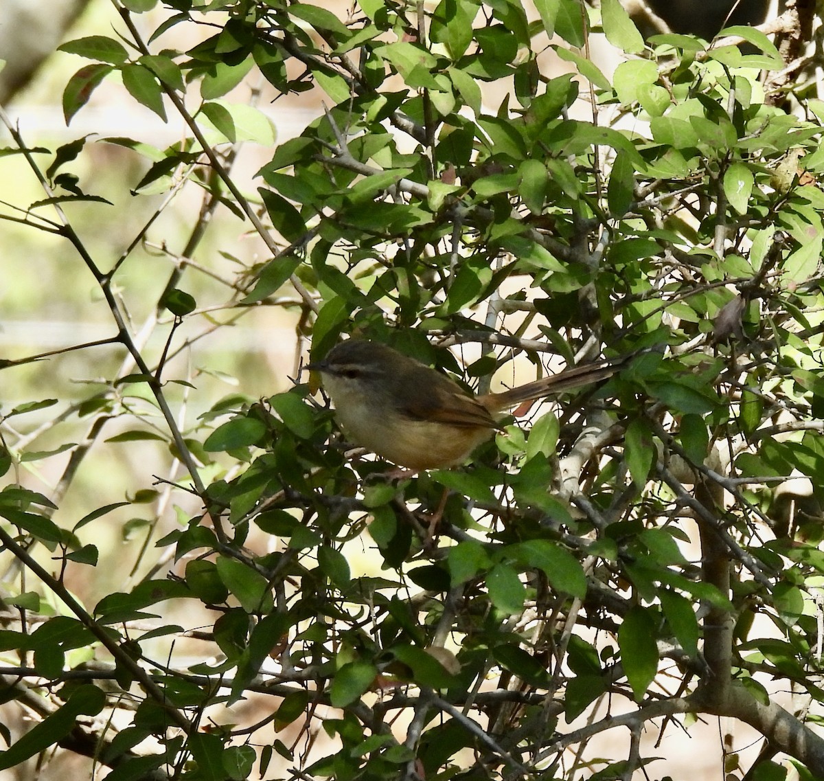 Tawny-flanked Prinia - ML647005962