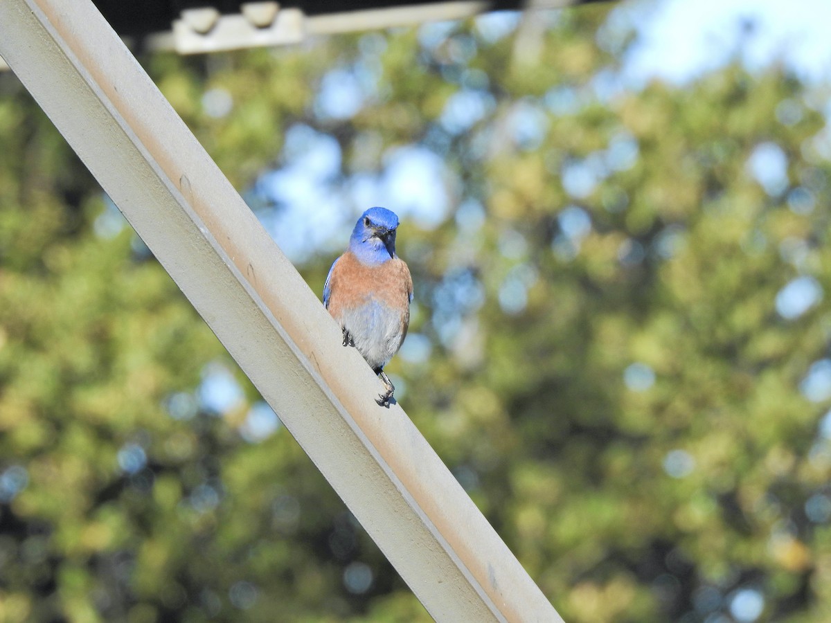 vestblåfugl - ML647005964