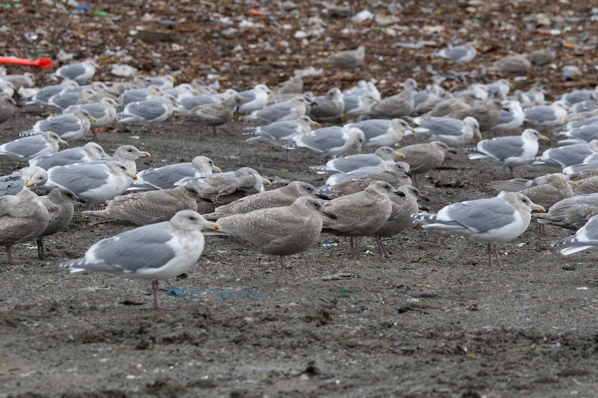 Glaucous-winged Gull - ML647005974
