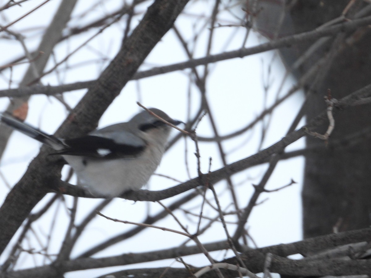 ťuhýk severní - ML647005975