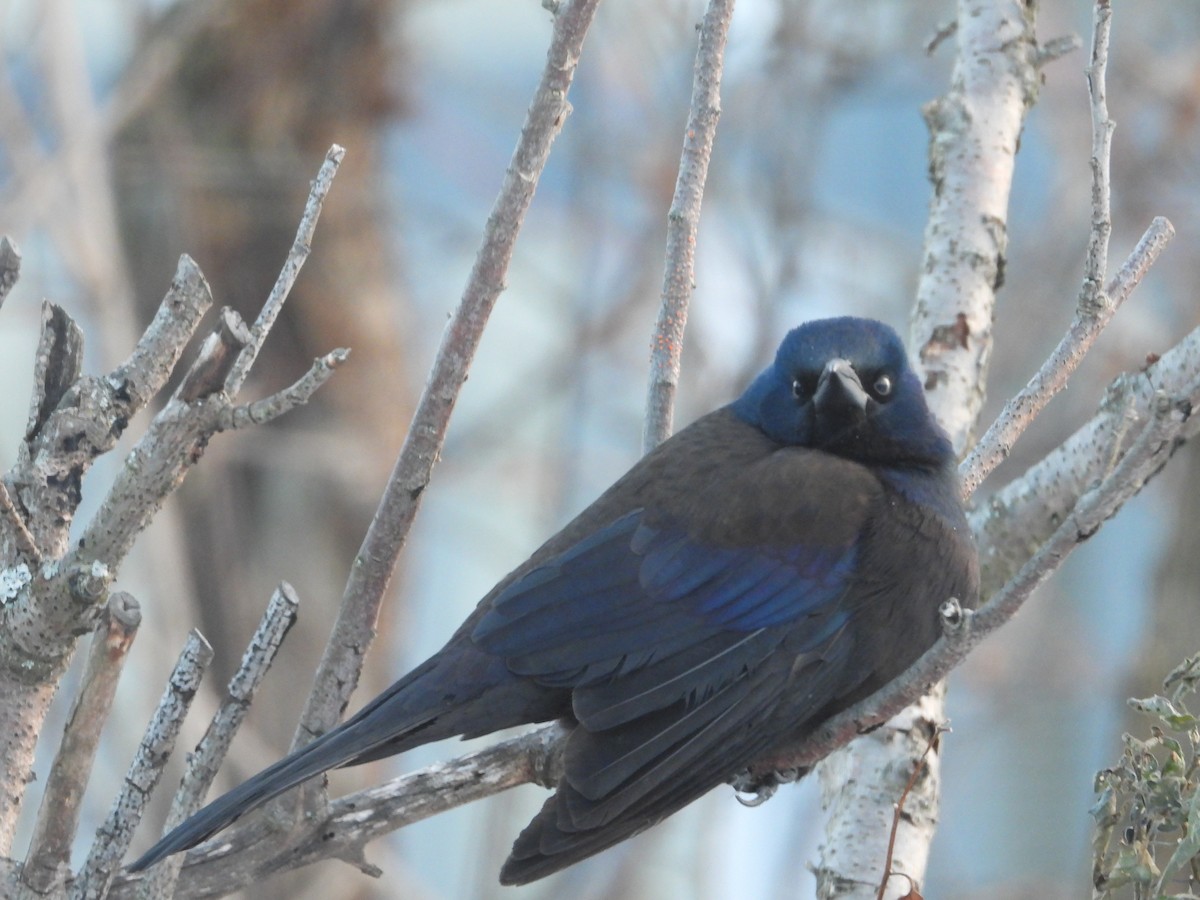 Quiscale bronzé - ML647005982