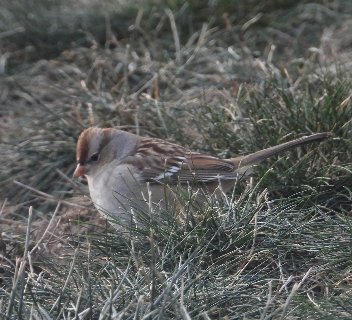 Dachsammer - ML647005997