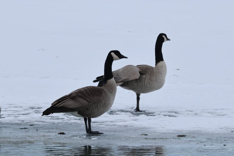 Казарка канадська - ML647006005