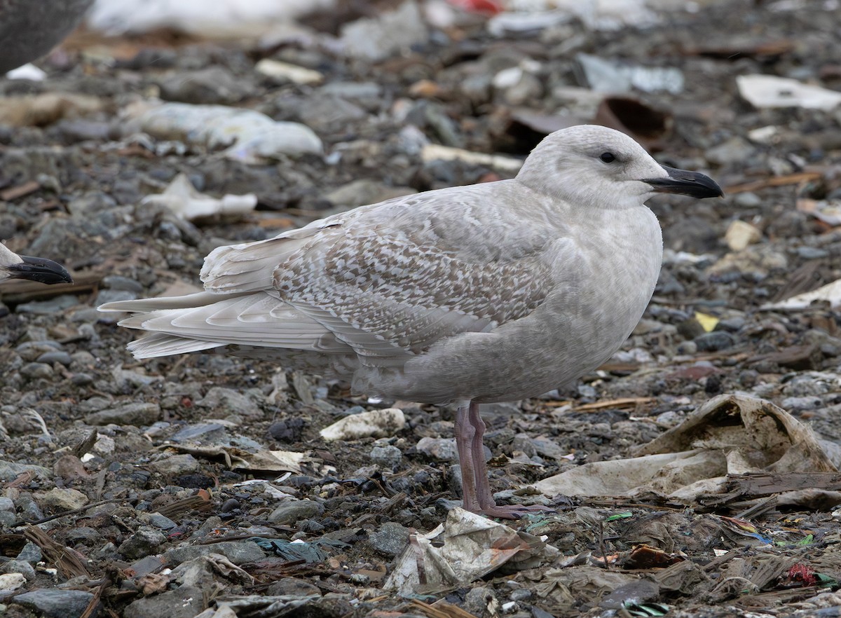 Glaucous-winged Gull - ML647006008