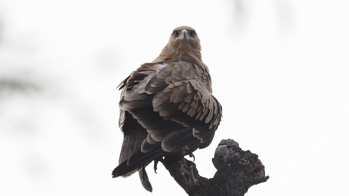 Орел рудий - ML647006020