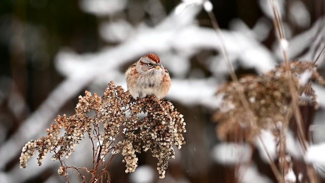 American Tree Sparrow - ML647006027