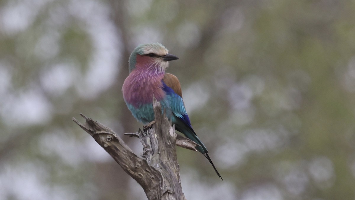 Сиворакша рожевовола (підвид caudatus) - ML647006028