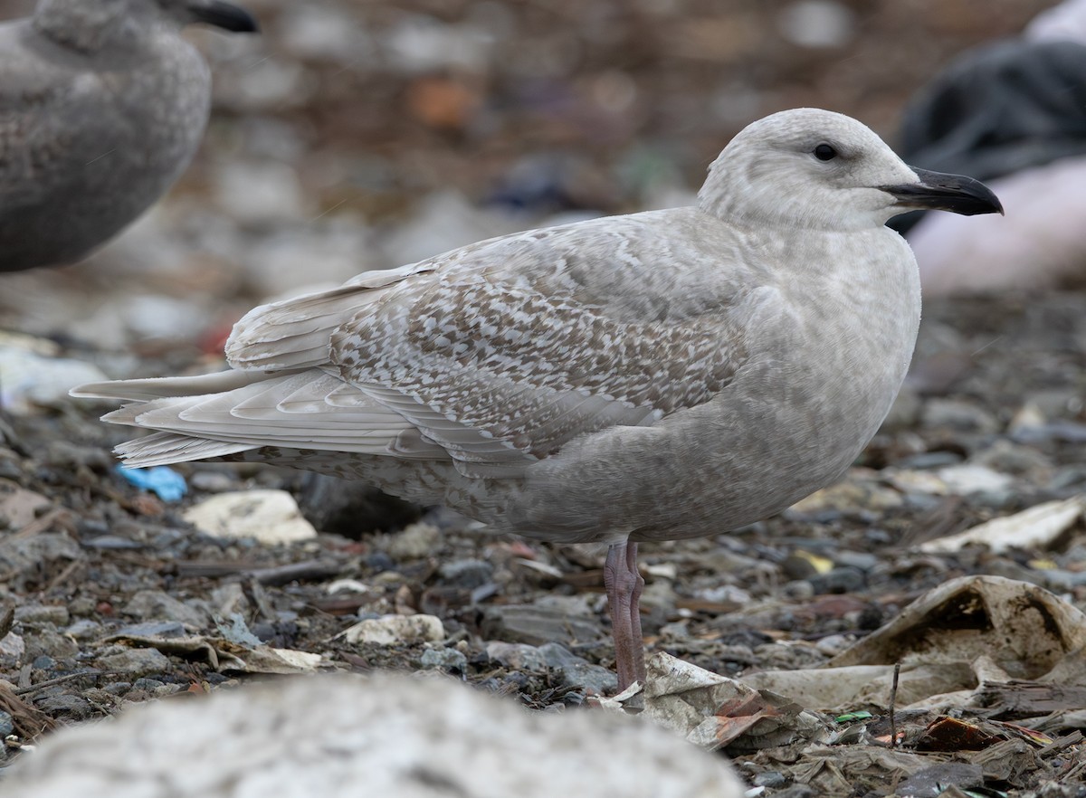 Glaucous-winged Gull - ML647006030