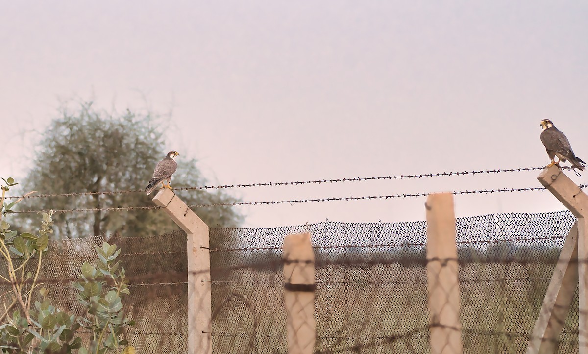 Falco laggar - ML647006057