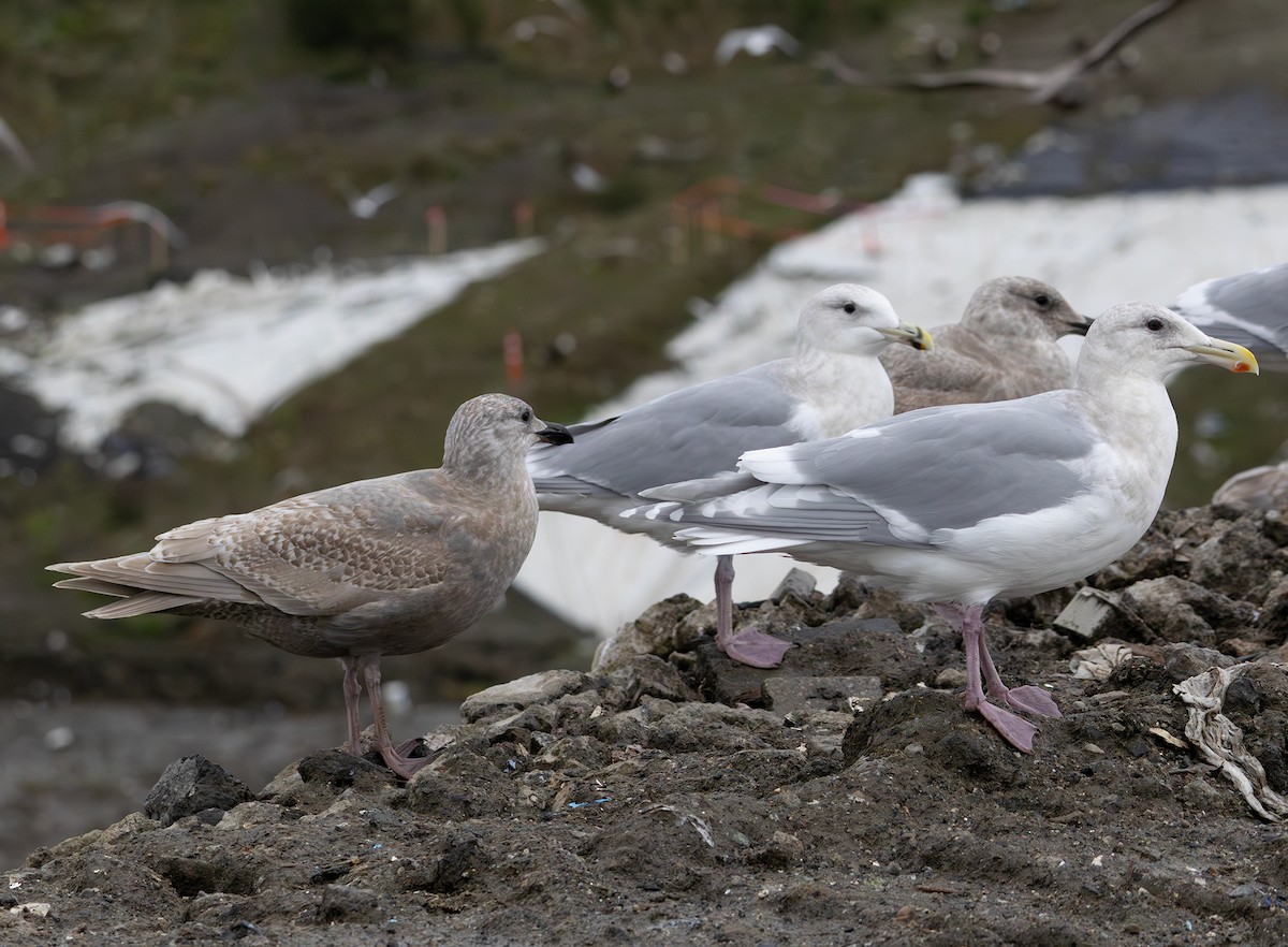 Glaucous-winged Gull - ML647006061