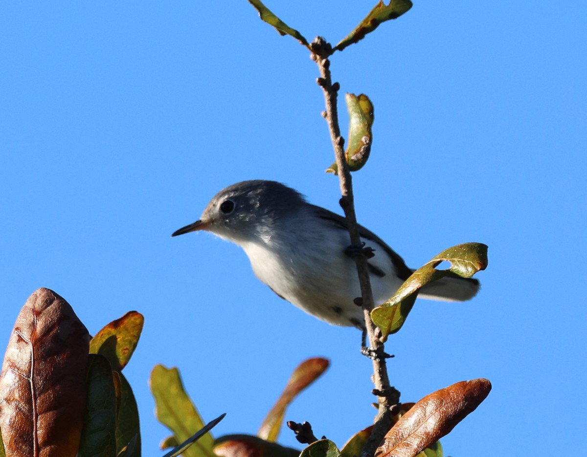 Blue-gray Gnatcatcher - ML647006079