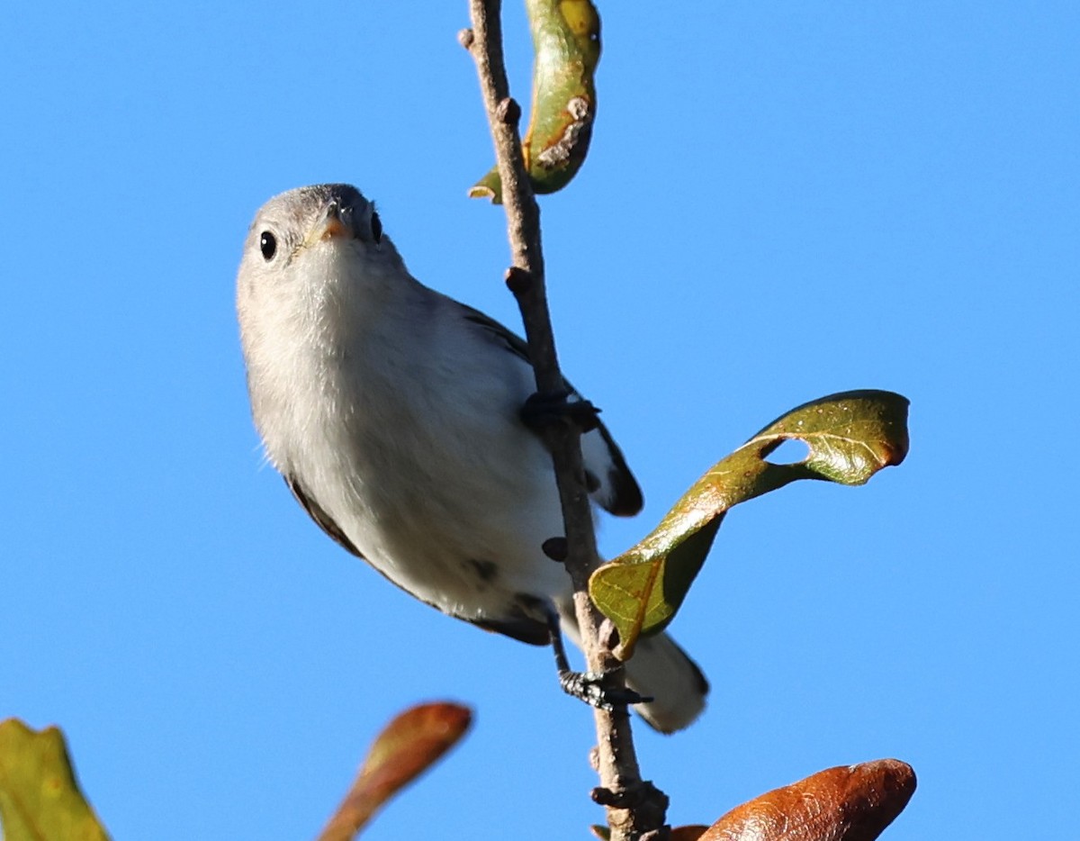 Blue-gray Gnatcatcher - ML647006080