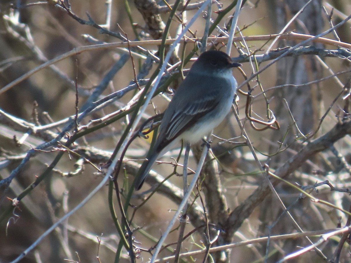 Mosquero Fibí - ML647006085