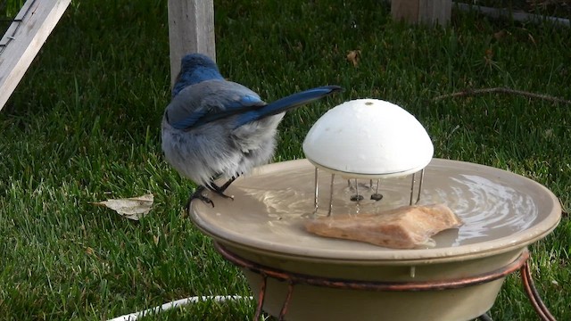 Woodhouse's Scrub-Jay - ML647006088
