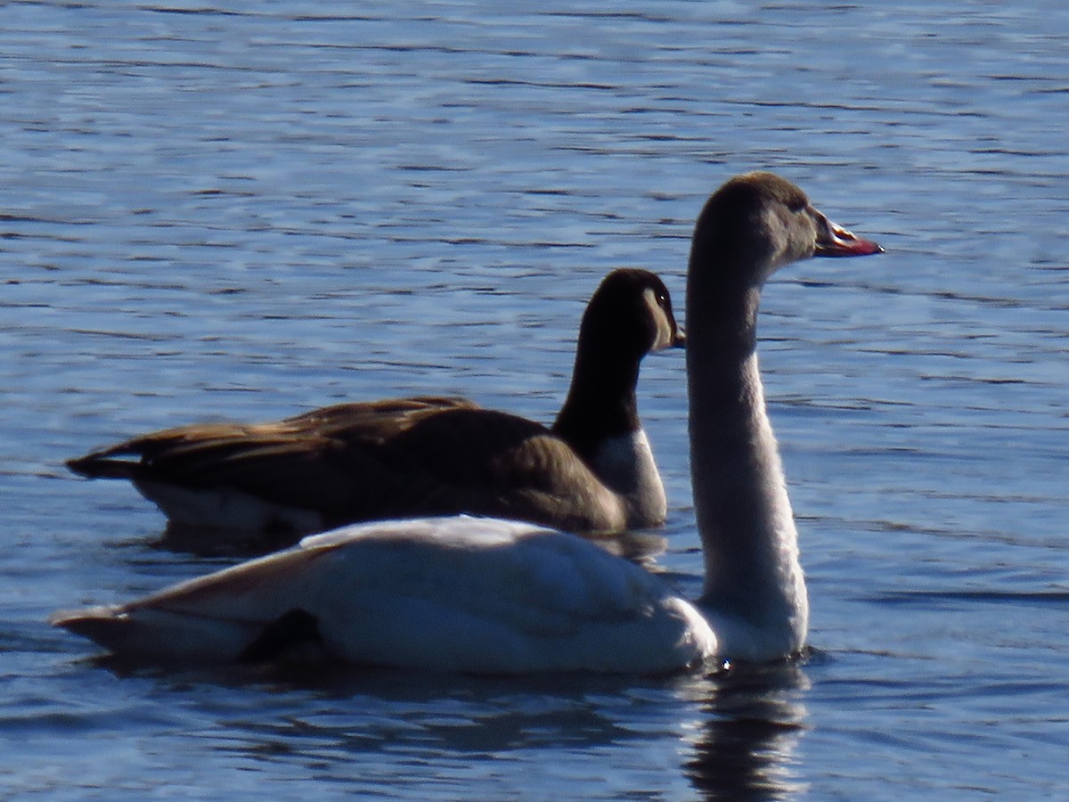 Лебідь чорнодзьобий - ML647006090