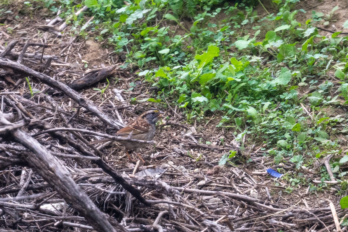 White-throated Sparrow - ML647006091