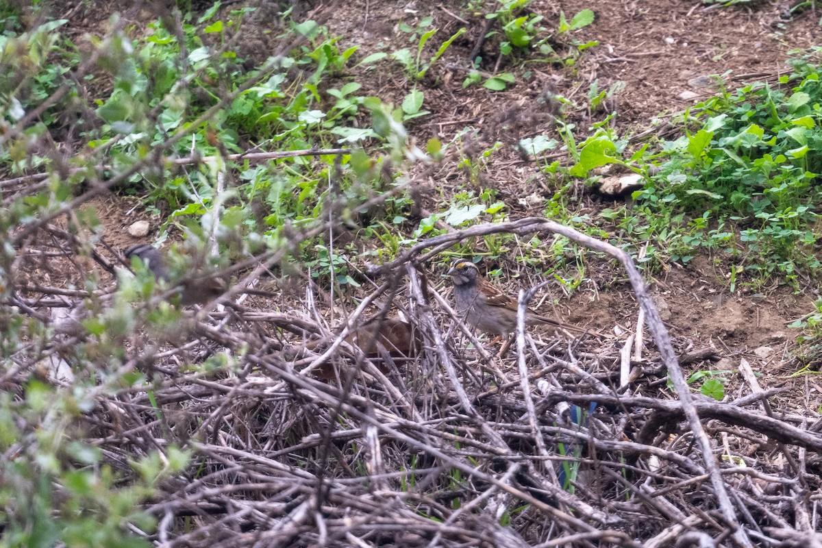 White-throated Sparrow - ML647006092