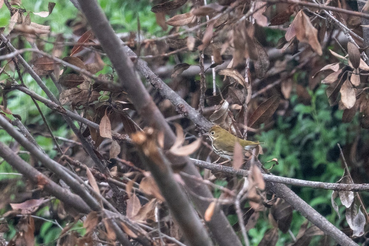 Ovenbird - ML647006095