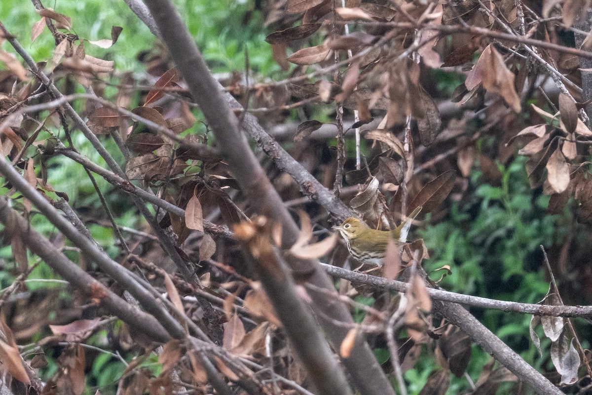 Ovenbird - ML647006096