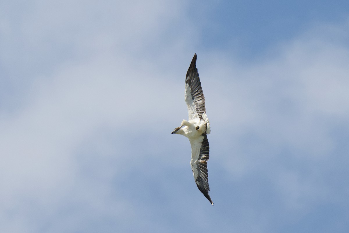 シロハラウミワシ - ML647006099