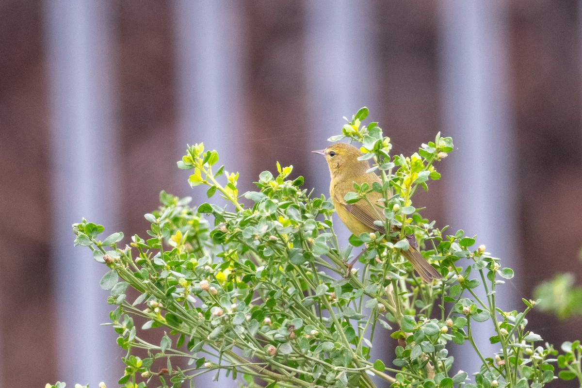 Orange-crowned Warbler - ML647006100
