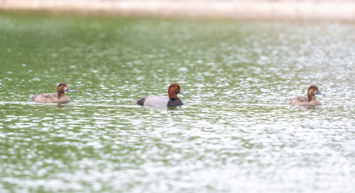 Redhead - ML647006101