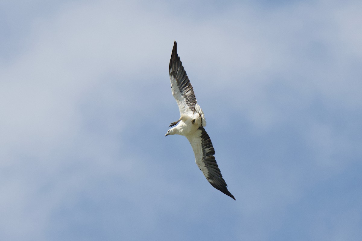 hvitbukhavørn - ML647006102