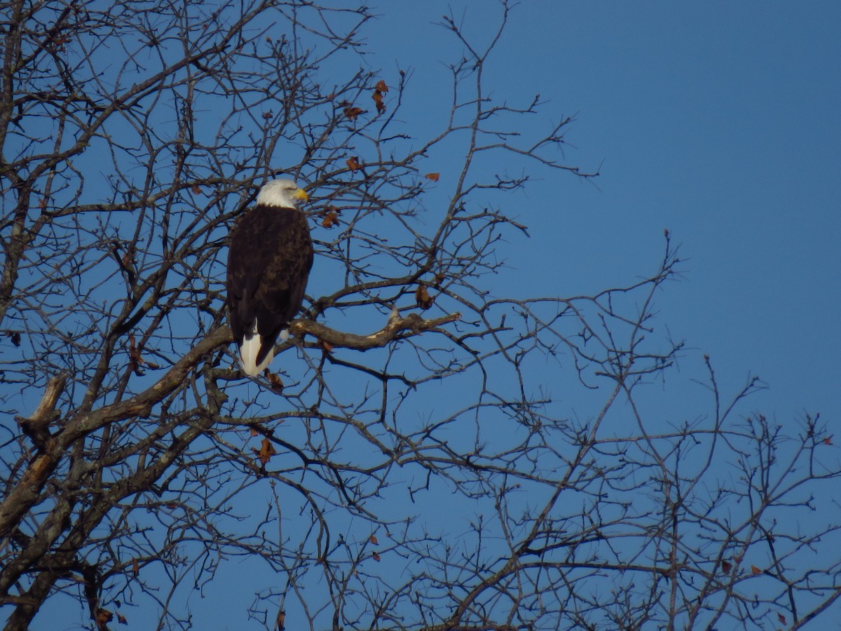 Орлан білоголовий - ML647006106