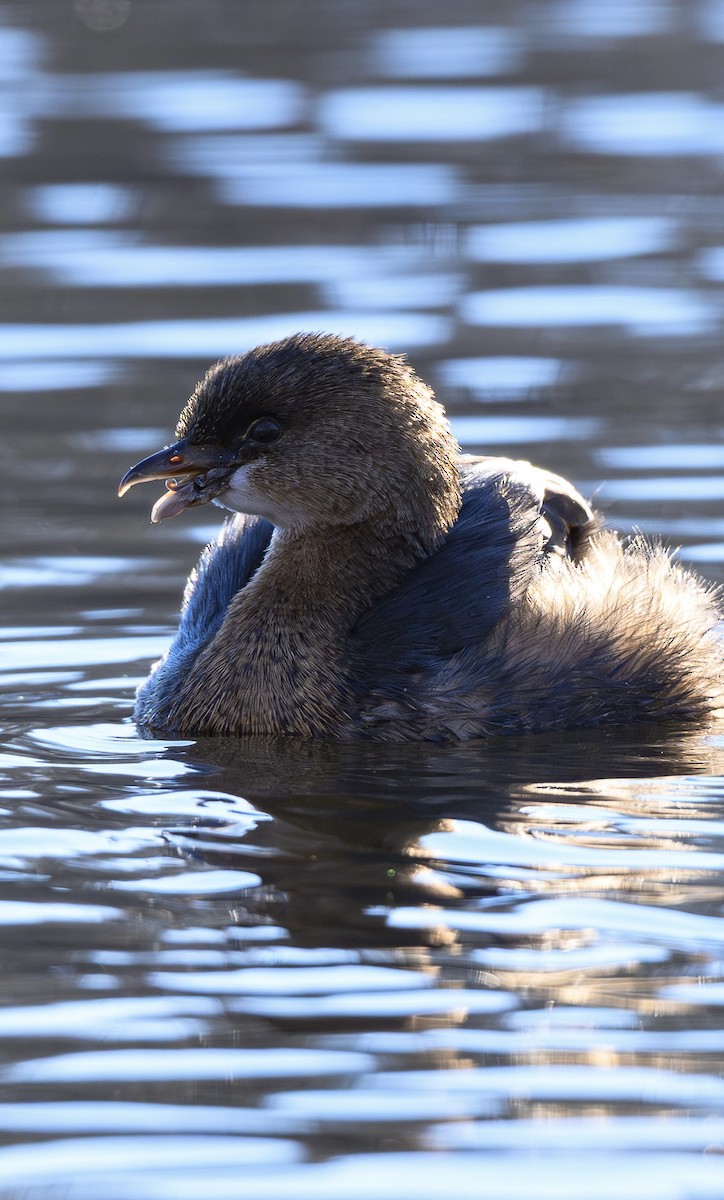 オビハシカイツブリ - ML647006118
