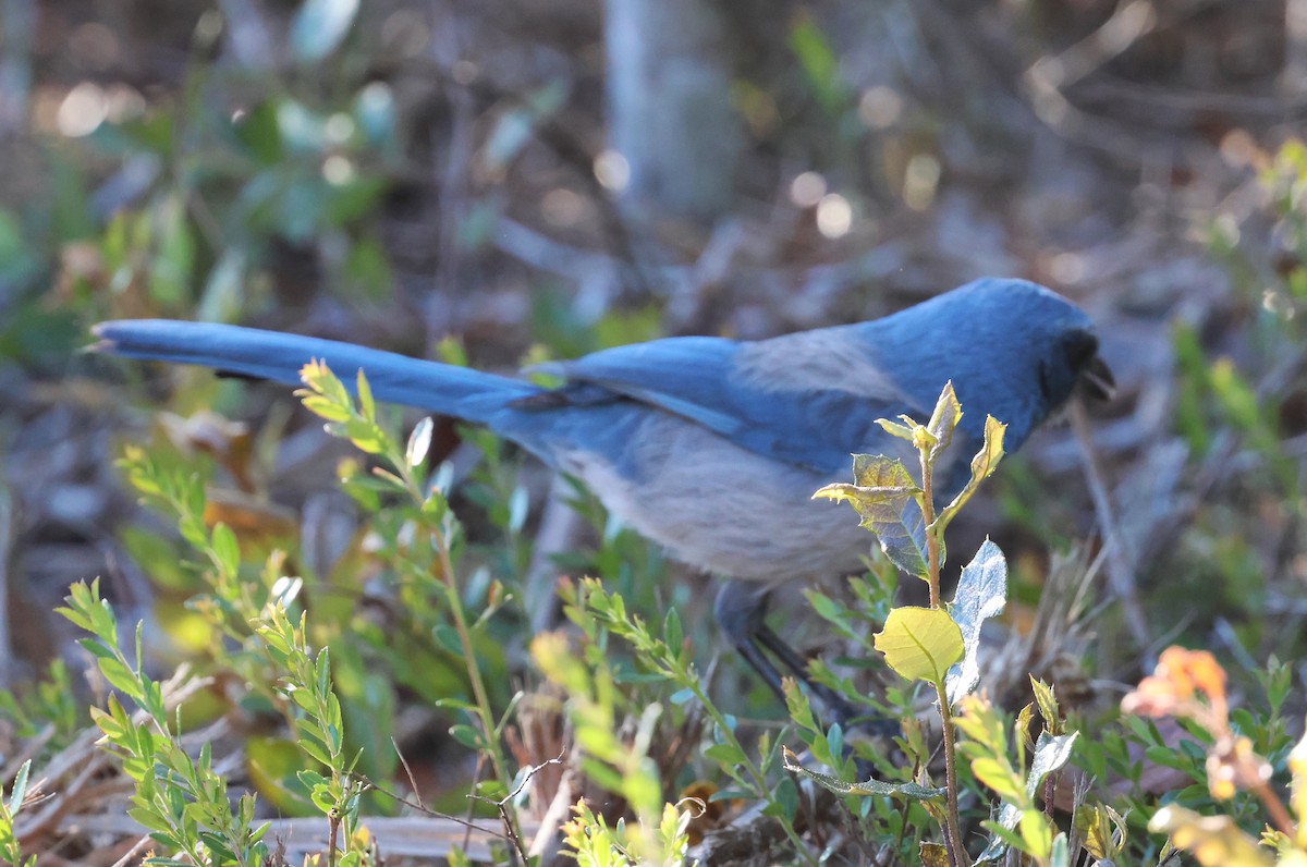 フロリダカケス - ML647006119