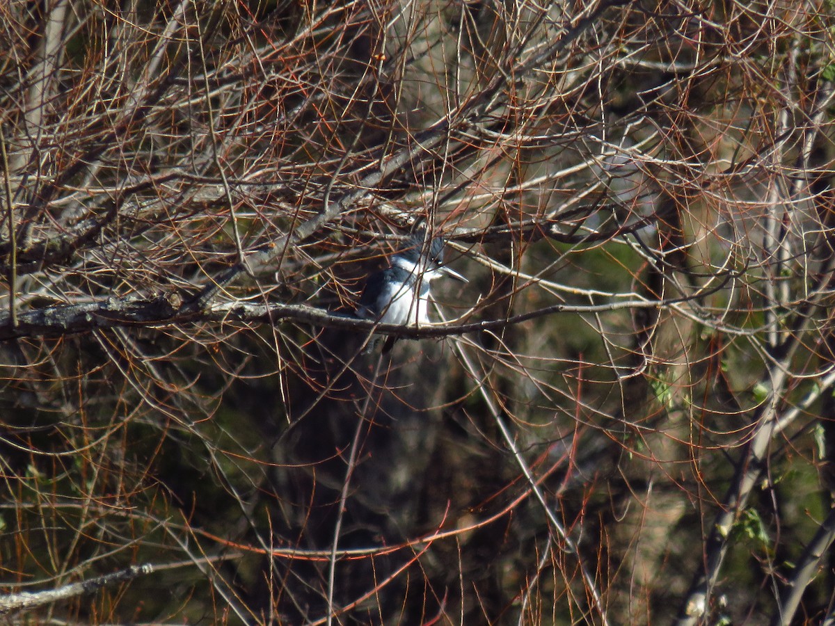 Рибалочка-чубань північний - ML647006120