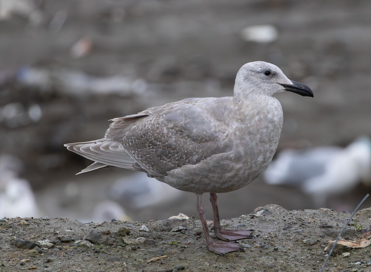 カモメ属 - ML647006123